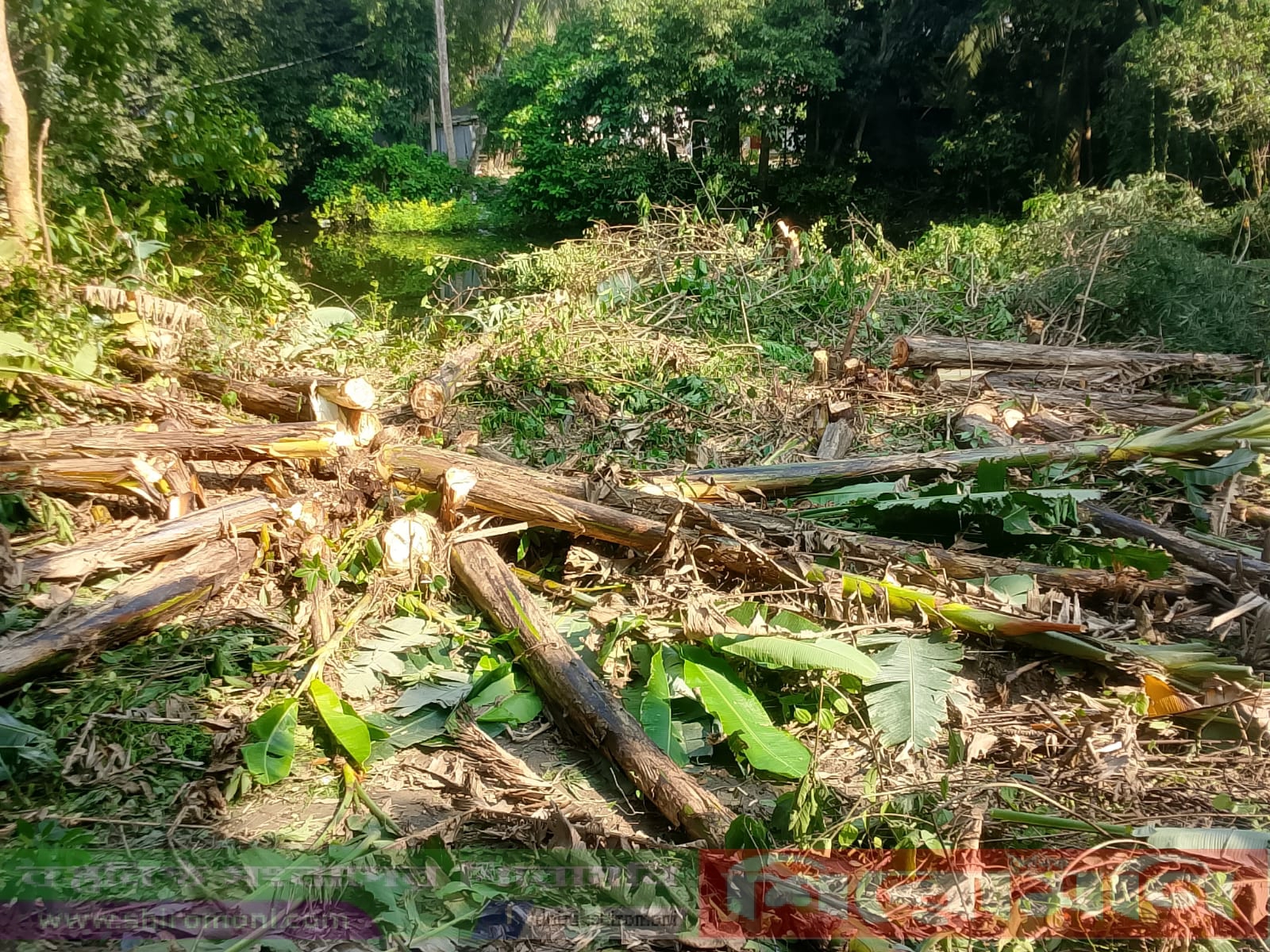 প্রবাসী সোবাহান বেপারির ফলজ গাছ কেটে জমি দখলের চেষ্টা