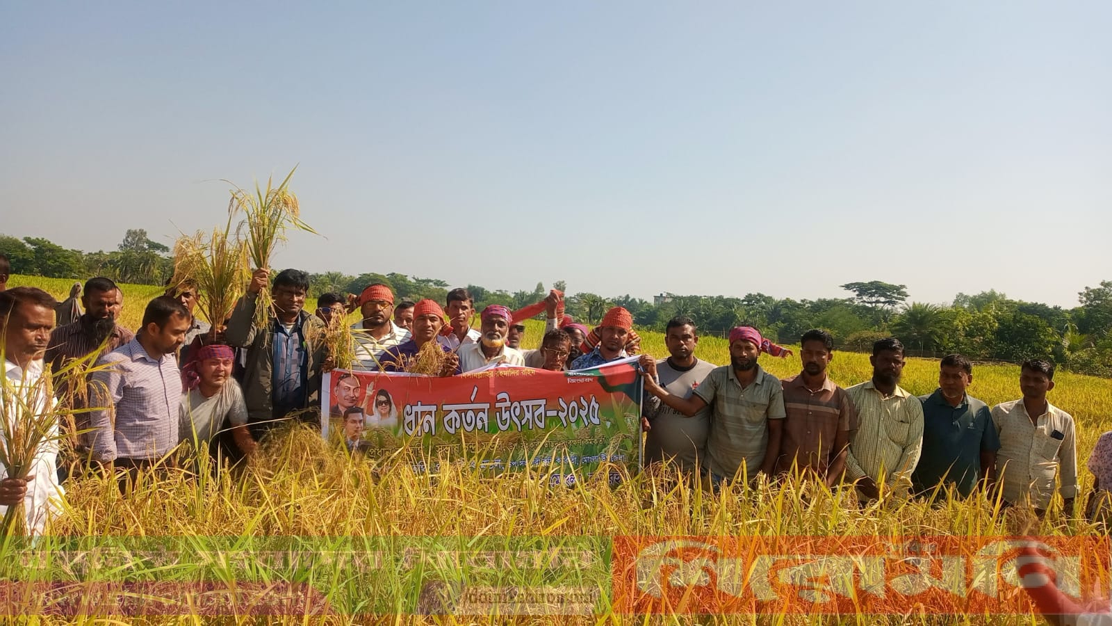 নীলফামারীর কিশোরগঞ্জ উপজেলায় ধান কার্তন উৎসব-২০২৫