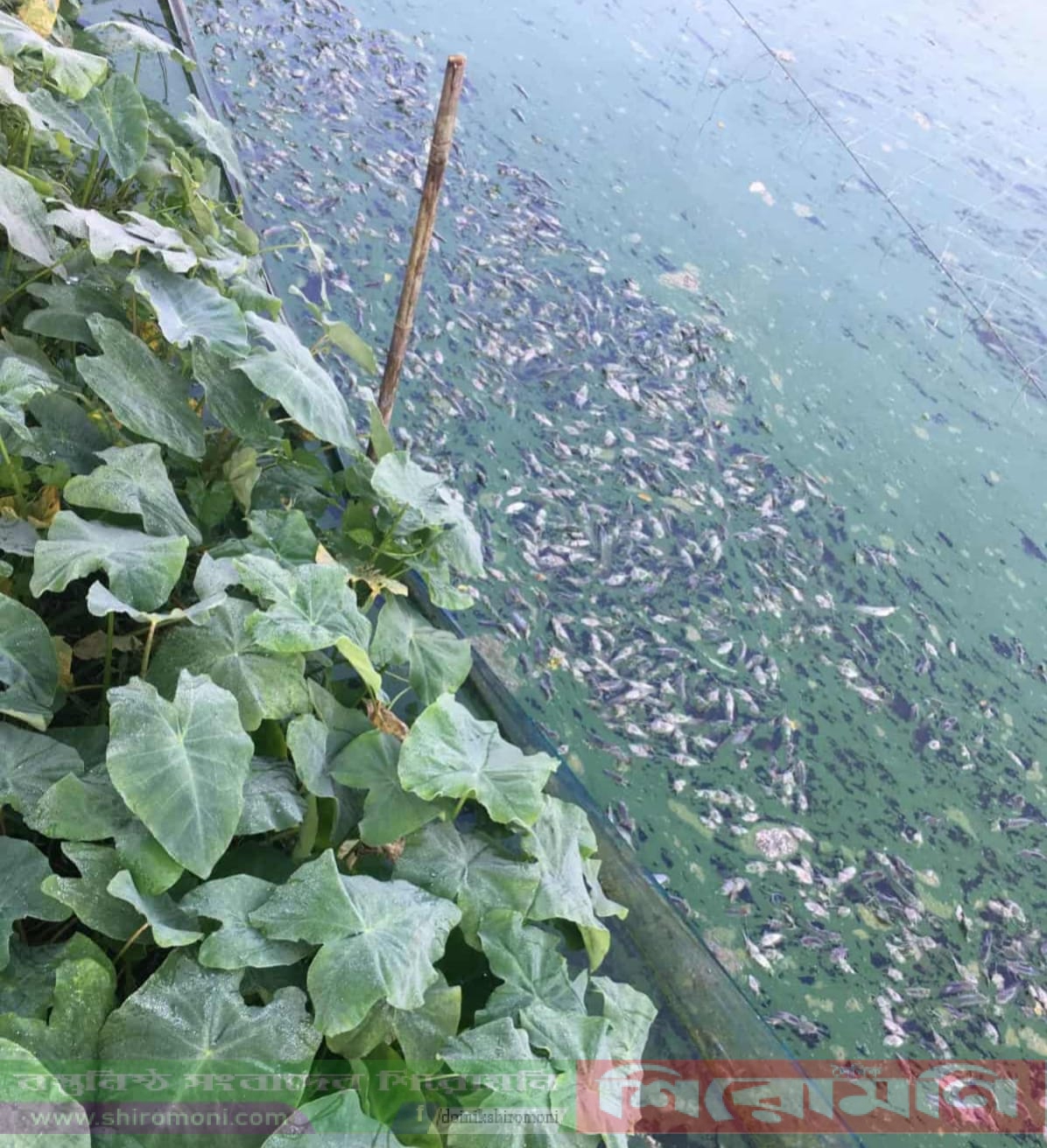 নান্দাইলে পূর্বশত্রুতার জেরে পুকুরে বিষ