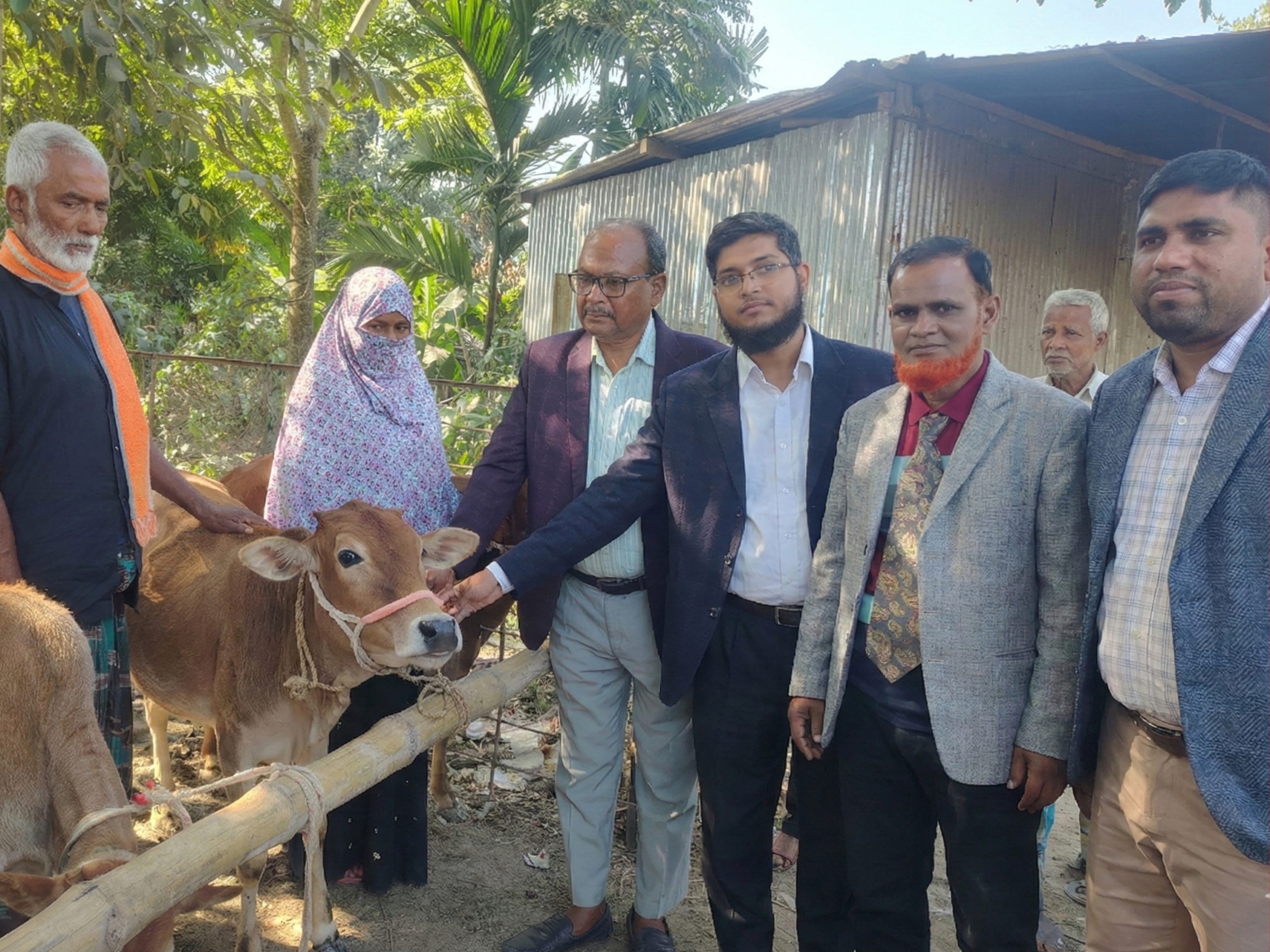 গোপালপুরে বিনামূল্যে বকনা গরু বিতরণ