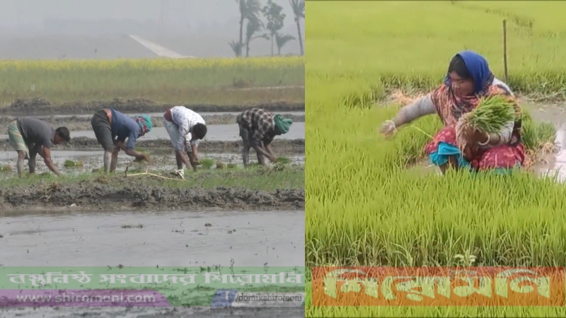 নড়াইলে বোরো ধান চাষে ব্যস্ত কৃষকরা,বাড়ছে আবাদ