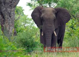 শেরপুর শ্রীবরদীতে বন্যহাতির পায়ে পিষ্ট হয়ে কৃষকের মৃত্যু