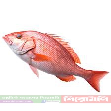 টেকনাফে এক জালেই ধরা পড়ল ৬৮৭টি লাল কোরাল, বিক্রি ১০ লাখ টাকায়