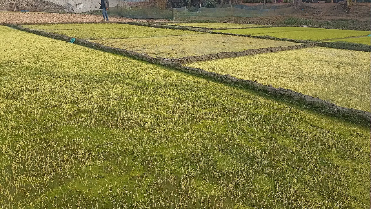 তীব্র শীত; কুমিল্লা ব্রাহ্মণপাড়ায় বোরো বীজতলা ক্ষতির মুখে