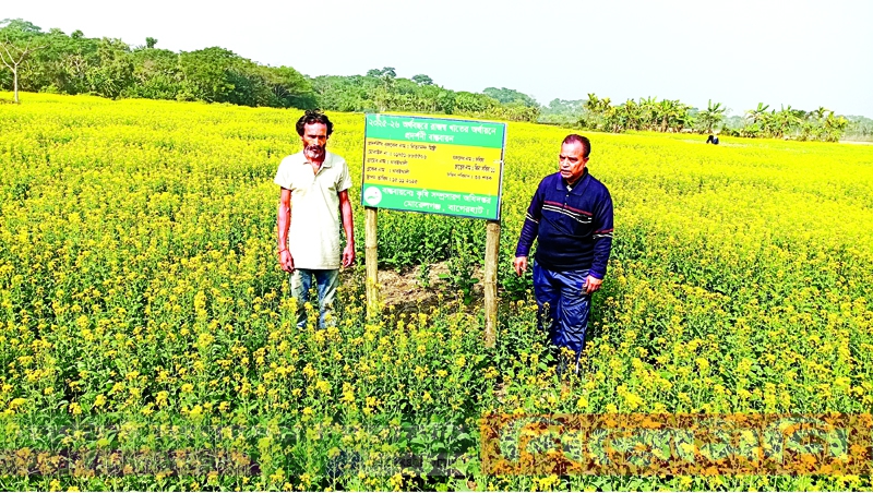 বাগেরহাটের মোরেলগঞ্জে পতিত জমিতে  হলুদের বিস্তার