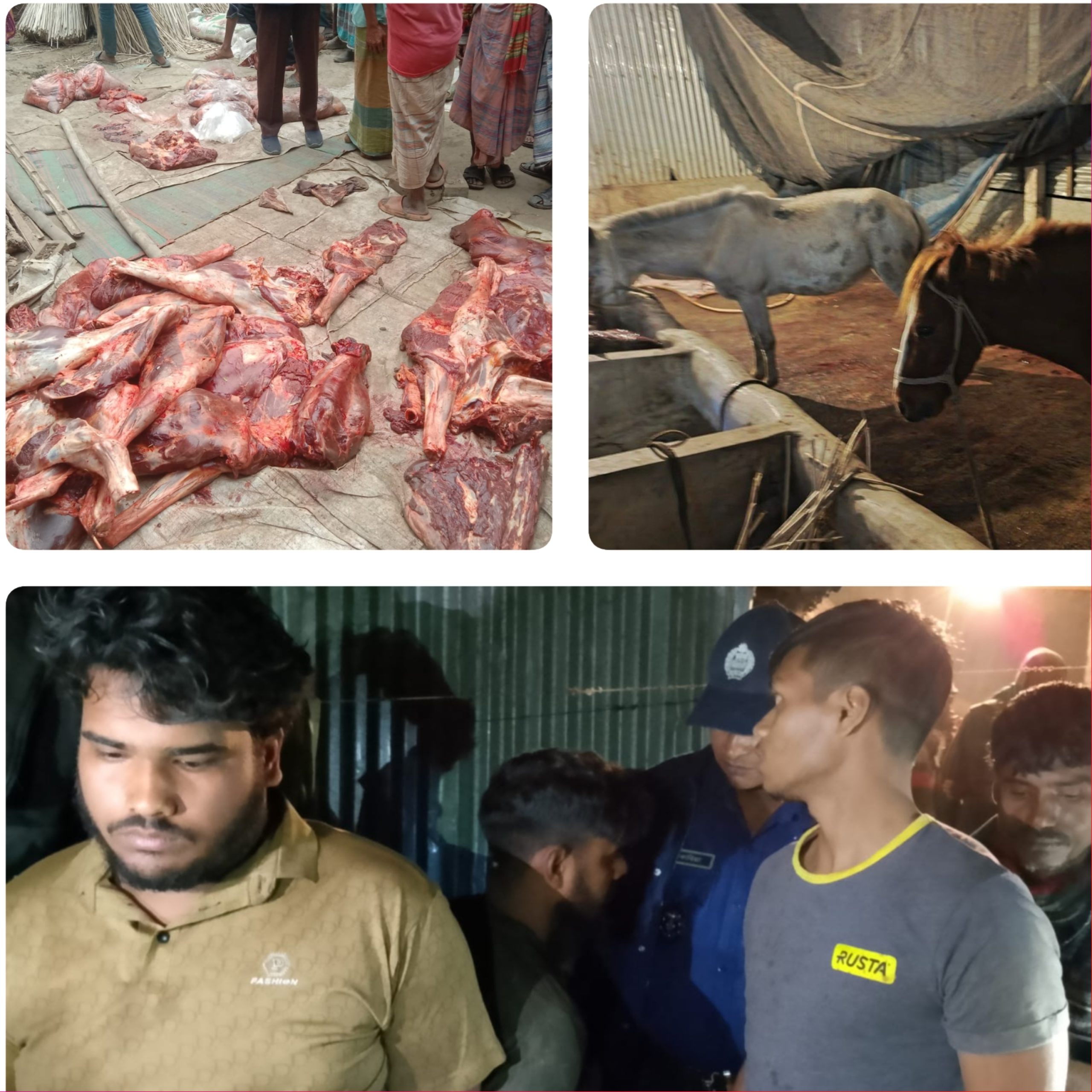 গোপালপুরে জ’বাই করা ঘোড়ার মাংস বিক্রি হতো গাজীপুর ও ঢাকায়
