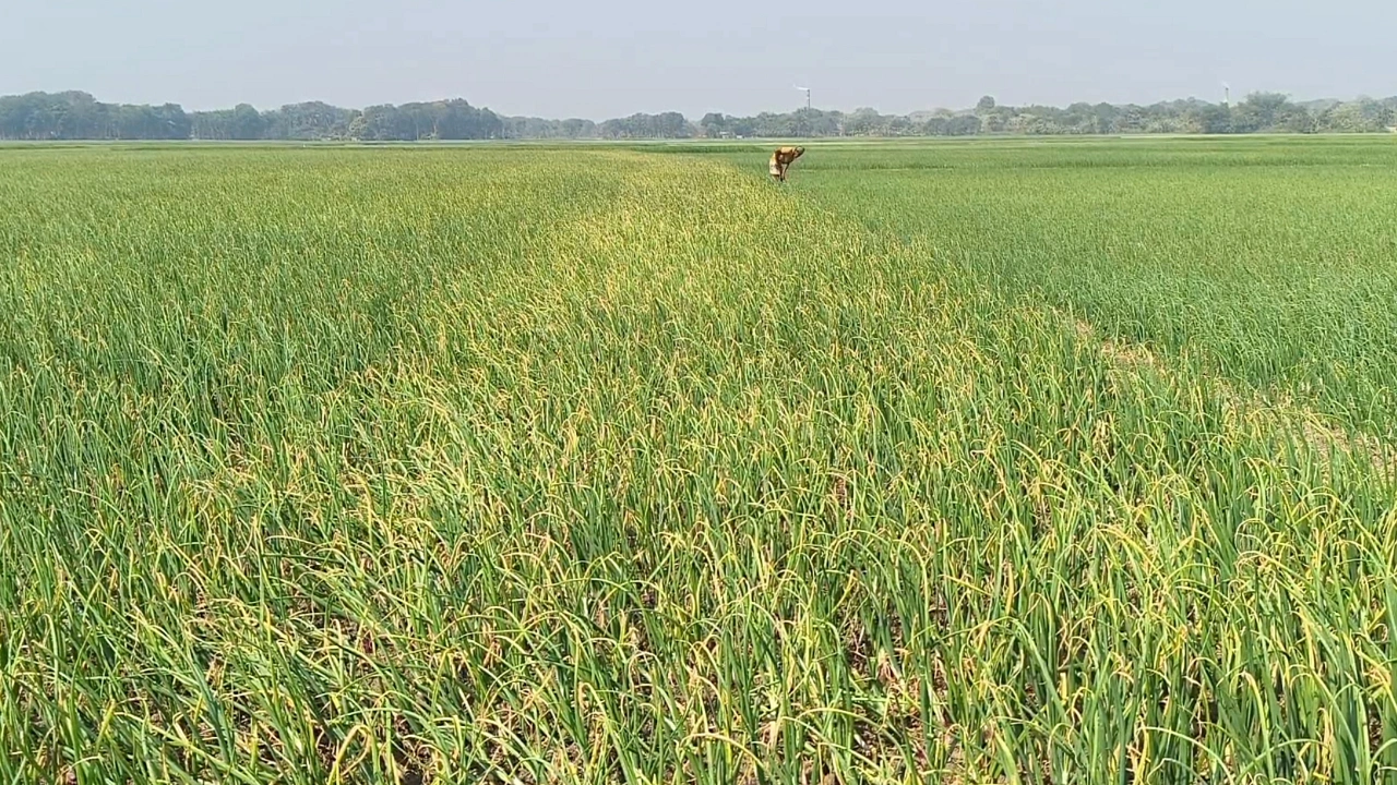 ঝিনাইদহ শৈলকুপায় ৬ বিঘা পেঁয়াজ ক্ষেত নষ্ট করল দুর্বৃত্তরা