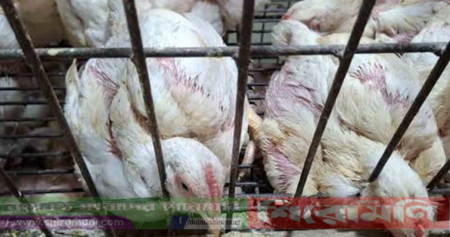 শিরোমণি বাজারে মরা মুরগি বিক্রির অভিযোগ