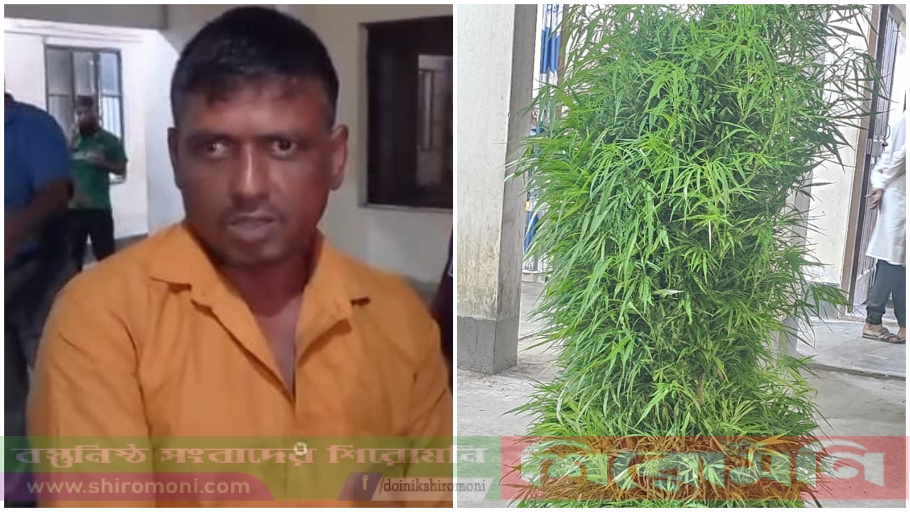 চাঁদপুরের ফরিদগঞ্জে ইউটিউব দেখে জমিতে গাঁজা চাষ