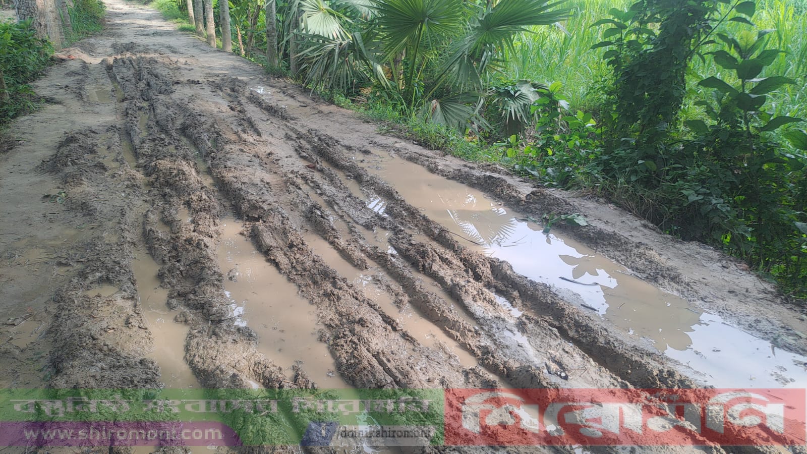 মহেন্দ্রদী জালালখাঁর বাড়ীর জনগুরুত্বপূর্ণ রাস্তা এখন ‘মরণফাঁদ’