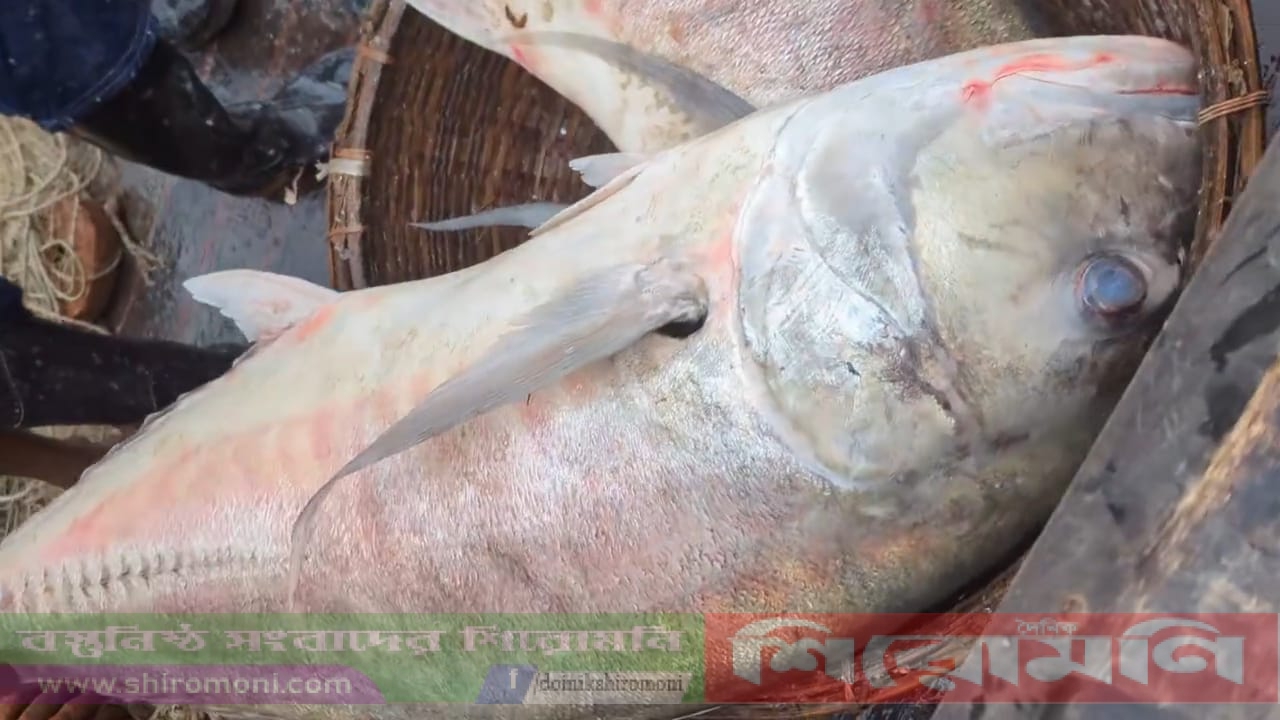 কুয়াকাটায় গভীর সমুদ্রে জালে ধরা পড়েছে ৫৪ কেজি তবল মাছ