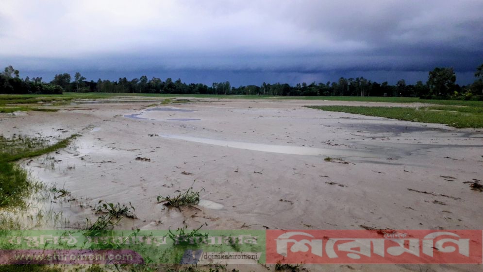 শেরপুরে পাহাড়ি ঢলে ফসলি জমিতে বালুর স্তর পড়েছে