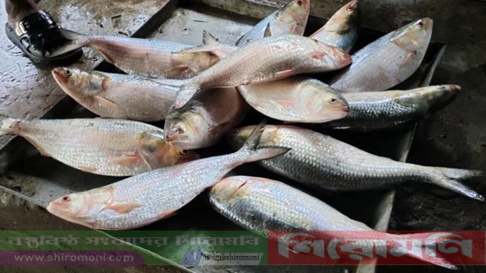 চাঁদপুরে ফেসবুকে কম দামে ইলিশ বিক্রির চটকদার বিজ্ঞাপন
