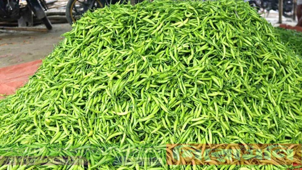 হিলিতে কাঁচামরিচের কেজি ২৪০টাকা