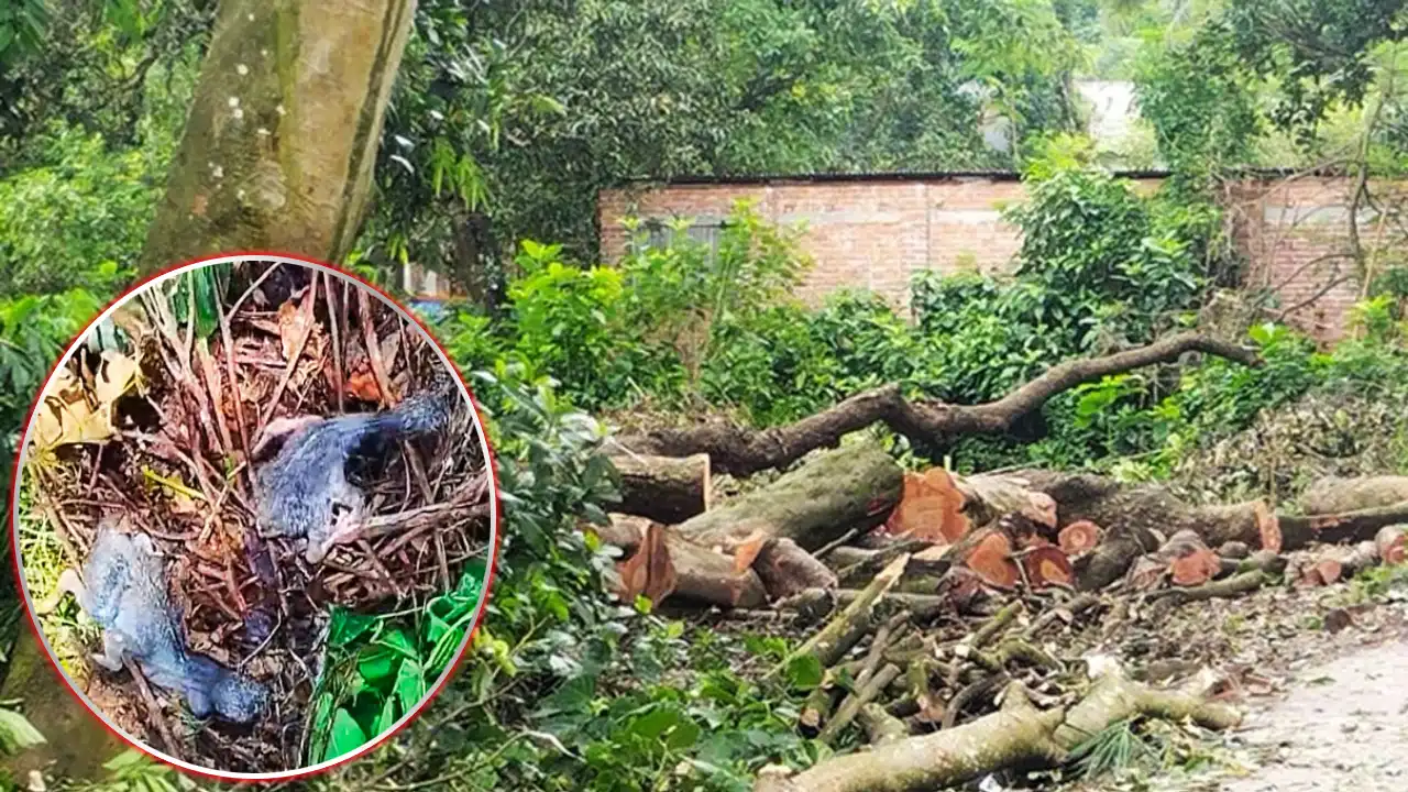 বগুড়ায় গাছ কেটে পাখির  ছানা নষ্ট করার বৃদ্ধকে গ্রেপ্তার