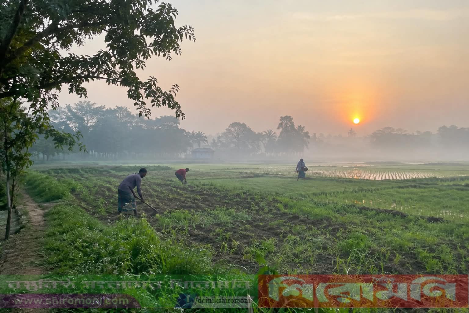 শরতের আকাশে কুয়াশার ছোঁয়া, শ্রীপুরে শীতের আগমনী বার্তা